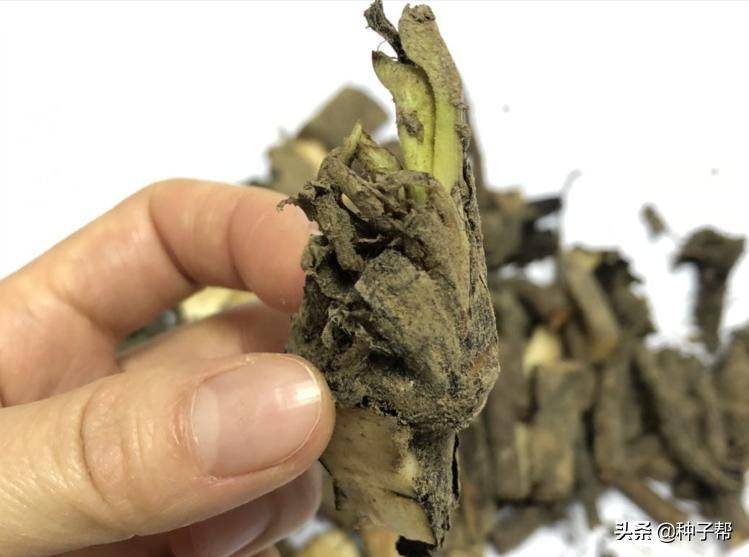 俄罗斯饲料菜种子种植技术