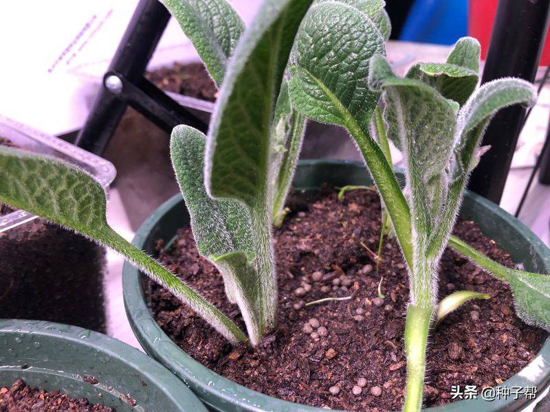 俄罗斯饲料菜种子种植技术