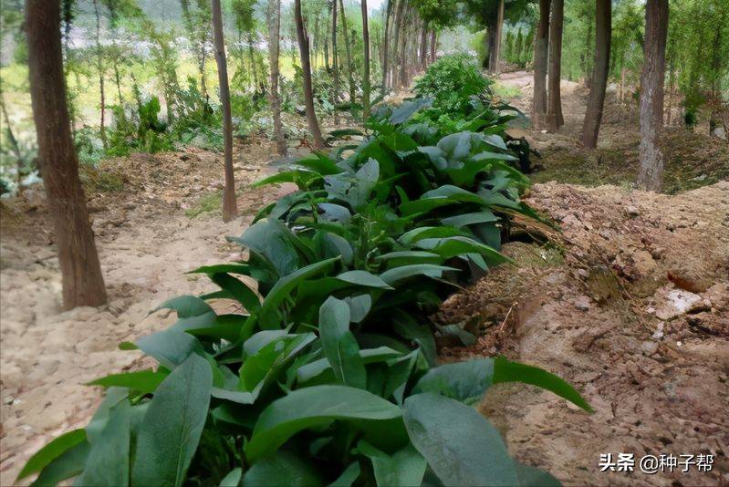 俄罗斯饲料菜种子种植技术