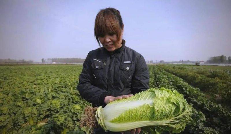 小白菜种植技术视频