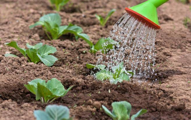 小白菜种植技术视频