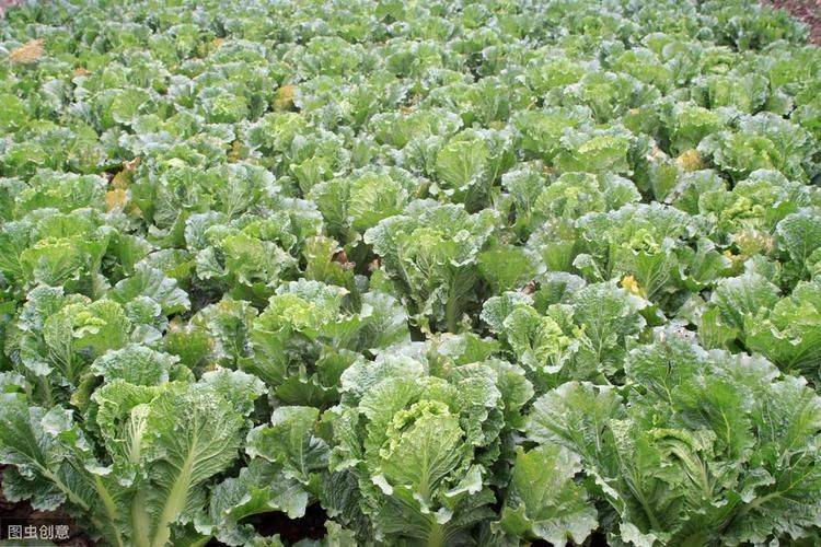 小白菜种植技术视频
