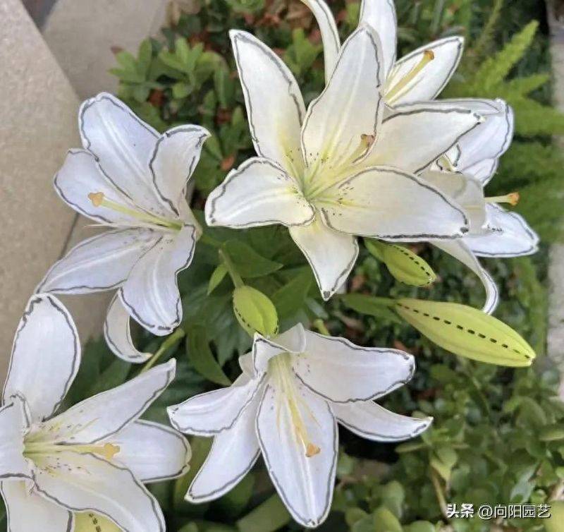 百合花种植方法