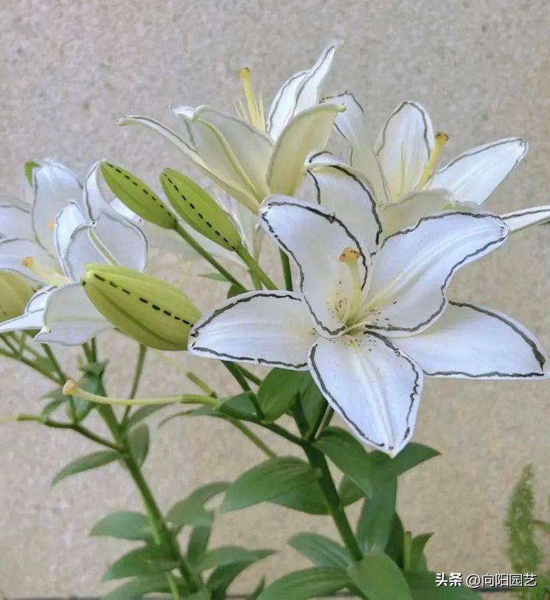 百合花种植方法