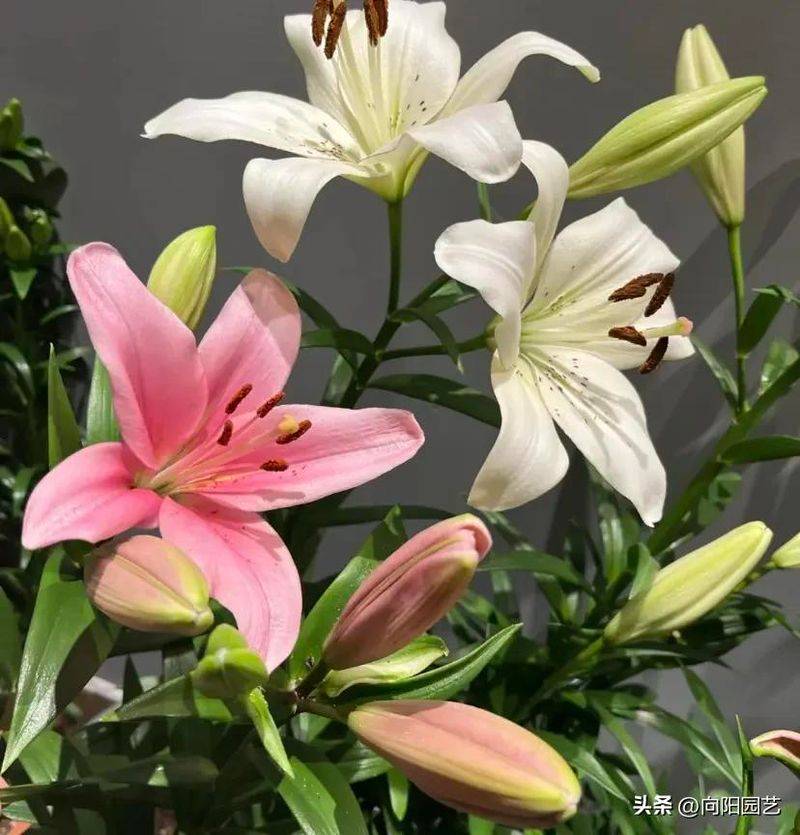 百合花种植方法