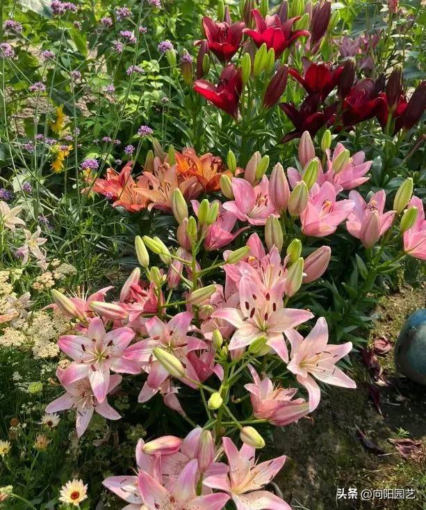 百合花种植方法