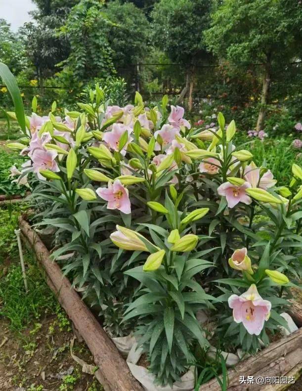 百合花种植方法