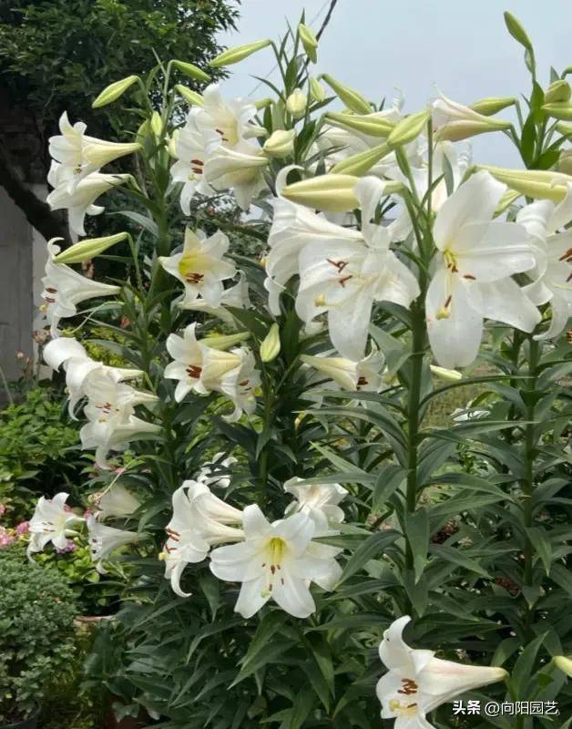 百合花种植方法