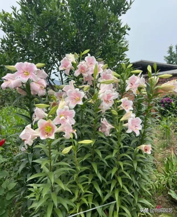 百合花种植方法