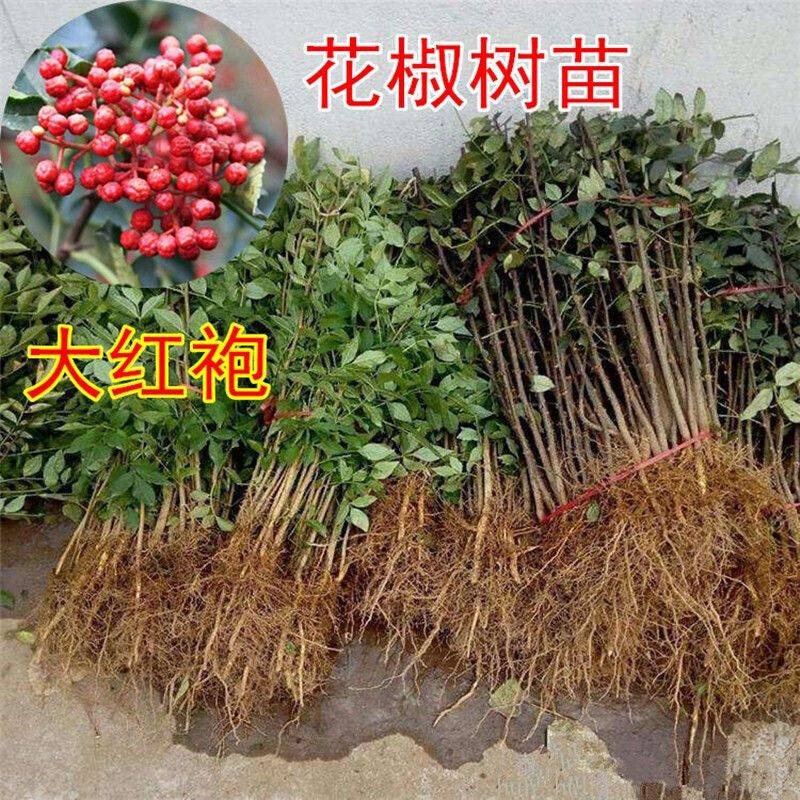 花椒树的种植方法图片