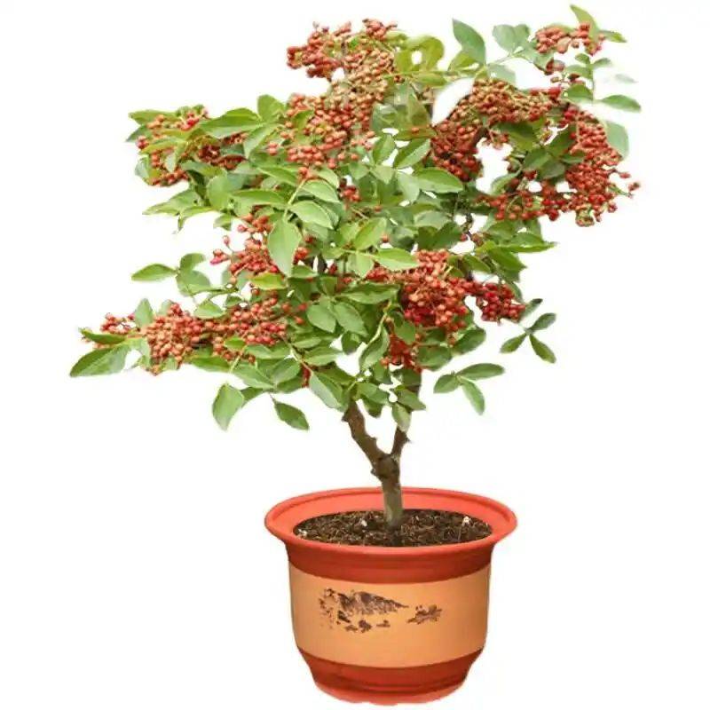 花椒树的种植方法图片