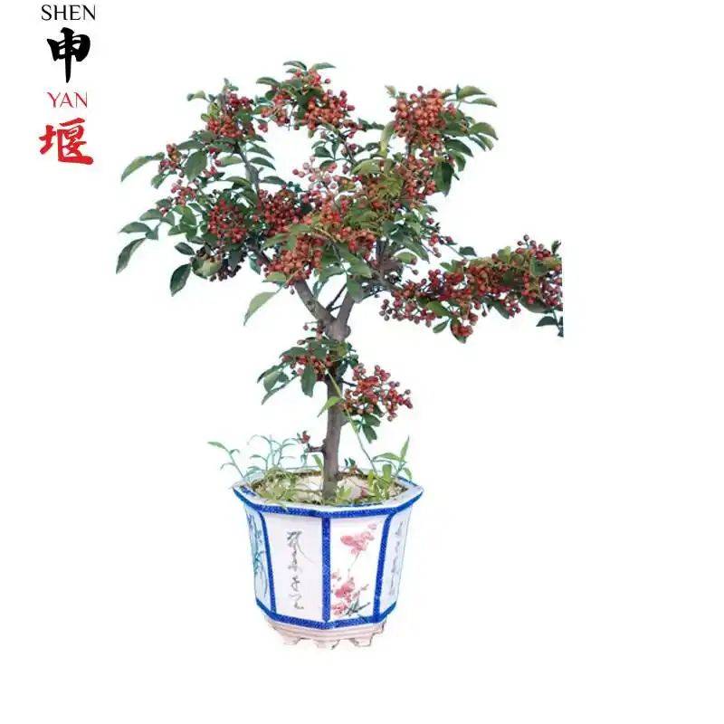 花椒树的种植方法图片