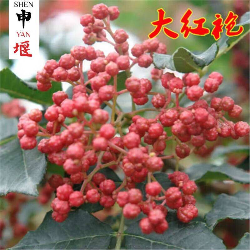 花椒树的种植方法图片