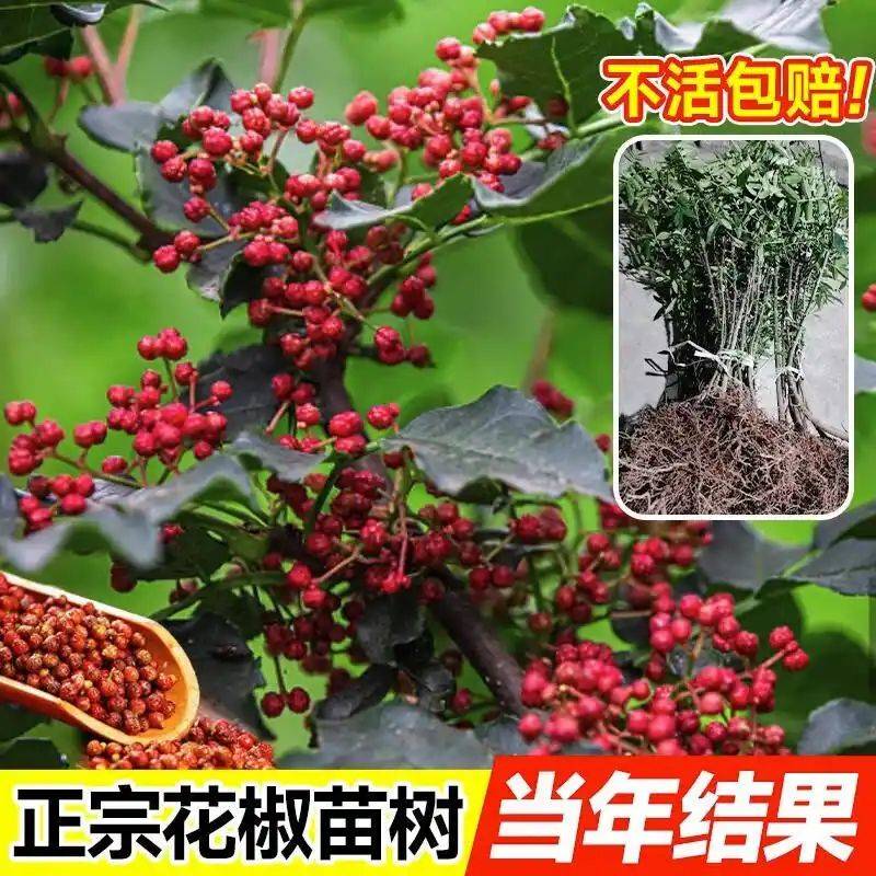 花椒树的种植方法图片