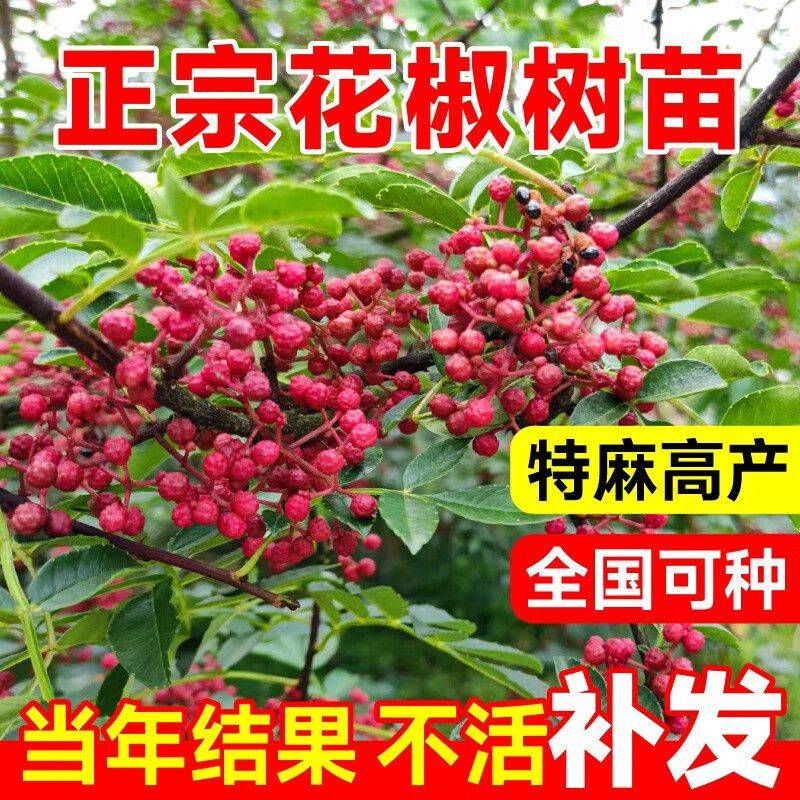 花椒树的种植方法图片