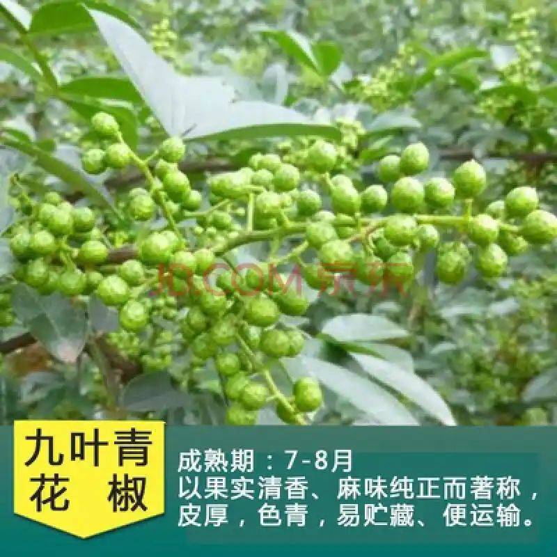 花椒树的种植方法图片