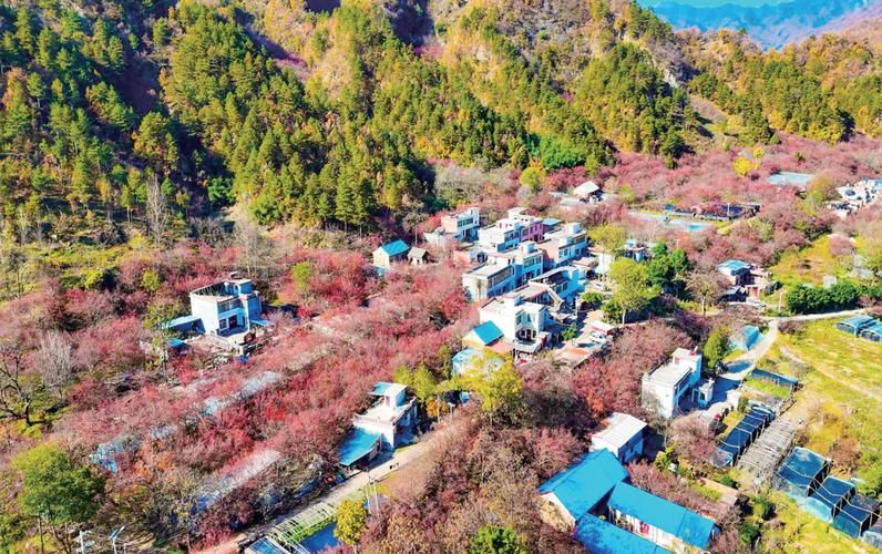 那儿收购山茱萸价格