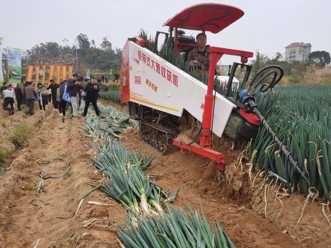 夏季蒜苗种植技术