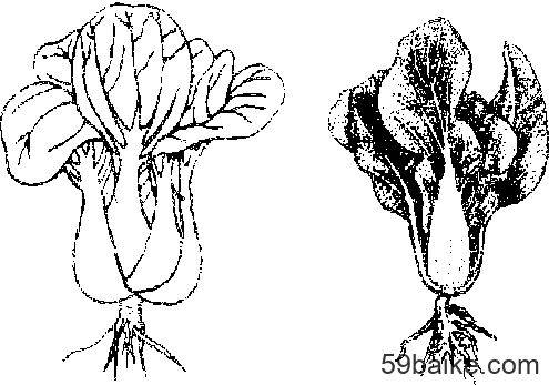 小白菜种植技术视频