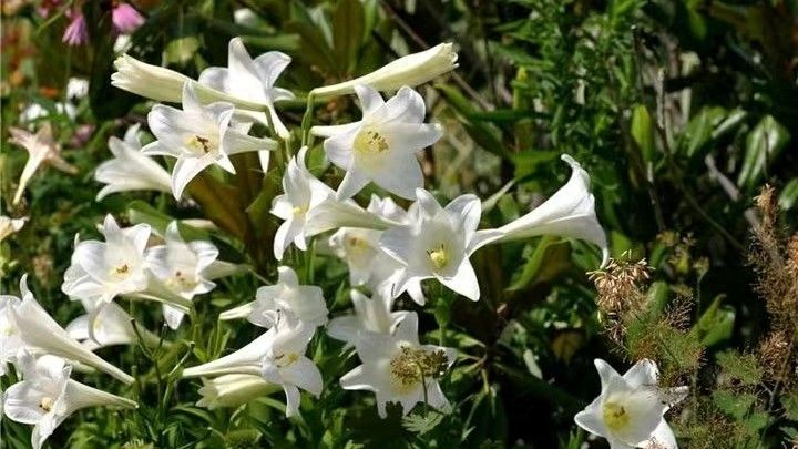 百合花种植方法