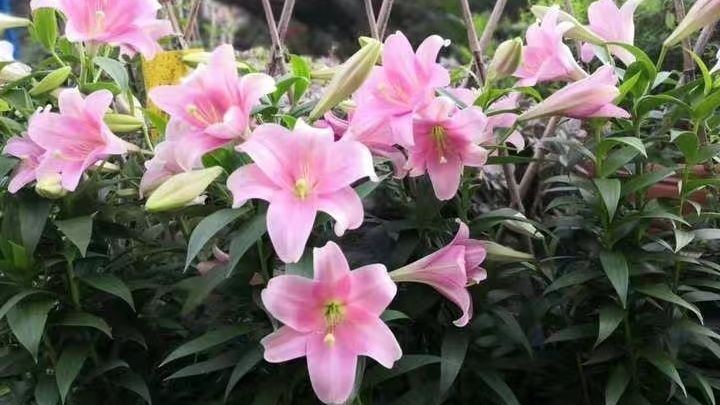 百合花种植方法