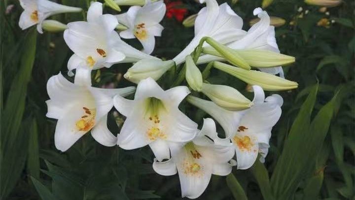 百合花种植方法