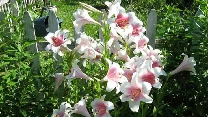 百合花种植方法