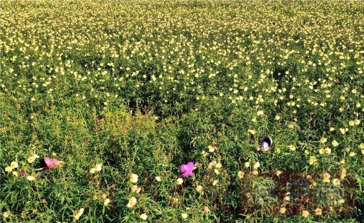 黄蜀葵的种植方法