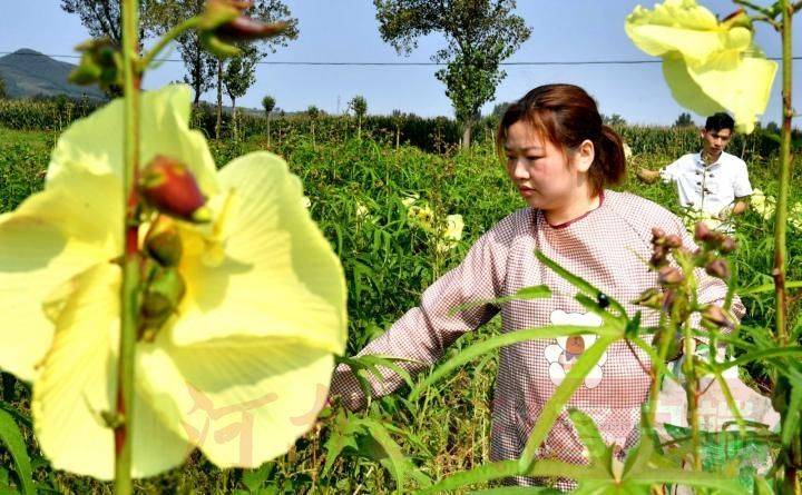 黄蜀葵的种植方法
