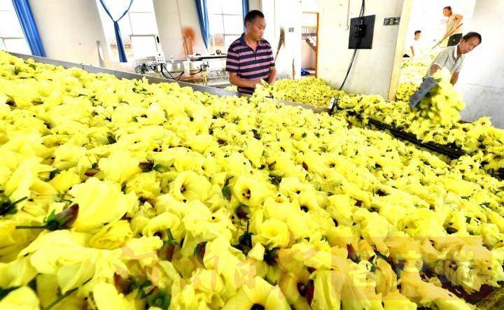 黄蜀葵的种植方法