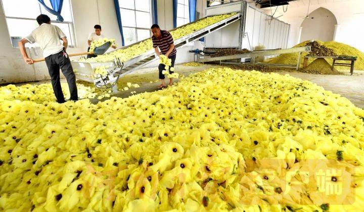 黄蜀葵的种植方法