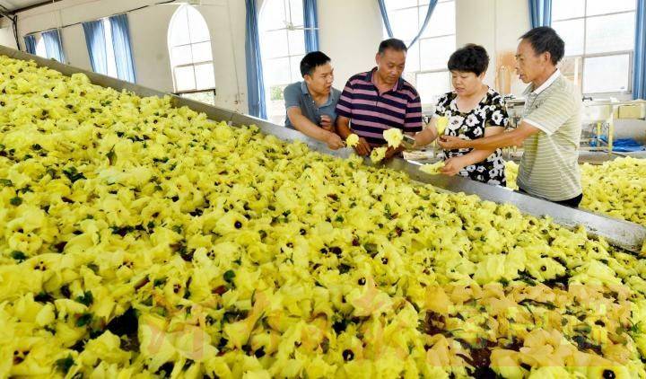 黄蜀葵的种植方法