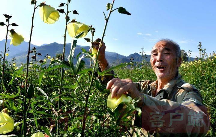 黄蜀葵的种植方法