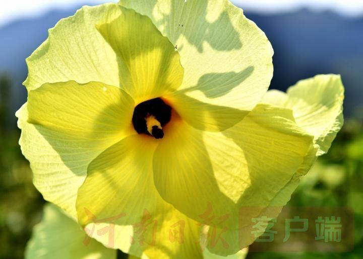 黄蜀葵的种植方法