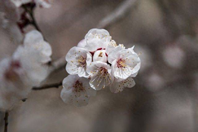 气象视角读刘敞《小园春日》：早春物候与天地消息