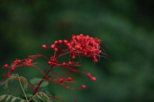 物候规律的诗句