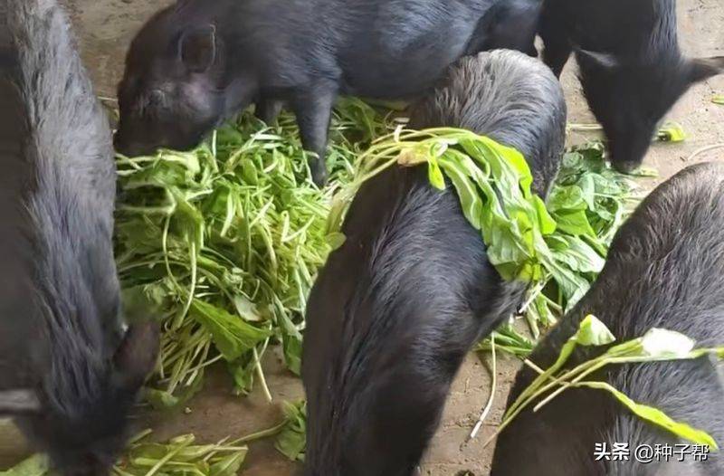 俄罗斯饲料菜种子种植技术