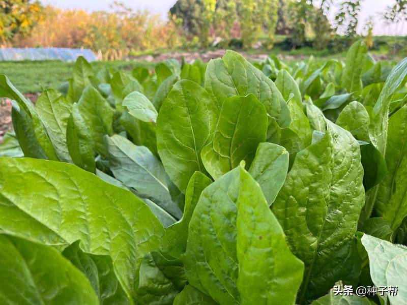 俄罗斯饲料菜种子种植技术