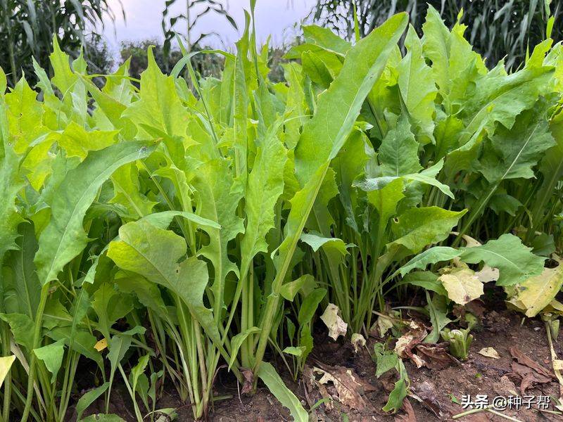 俄罗斯饲料菜种子种植技术