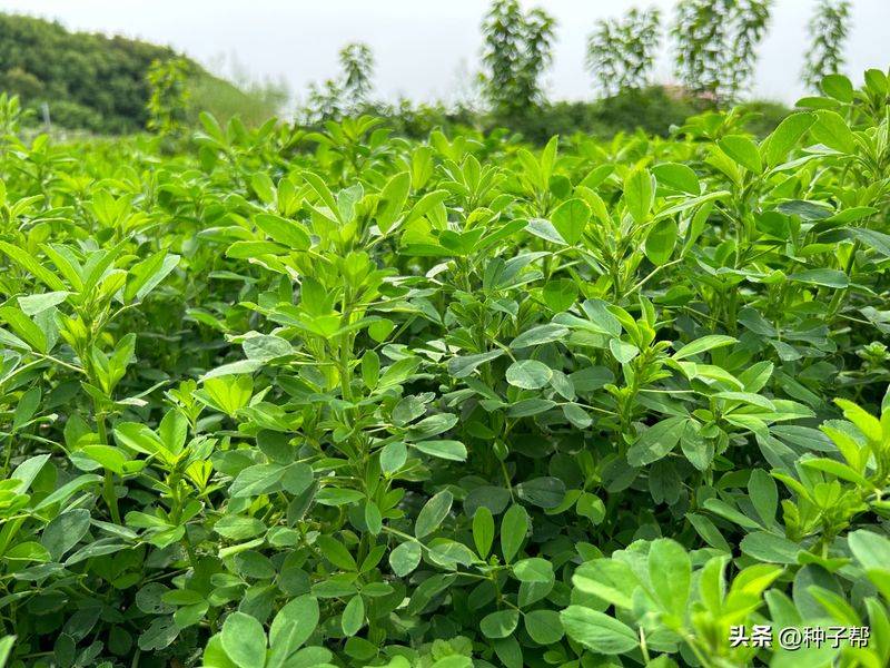 俄罗斯饲料菜种子种植技术