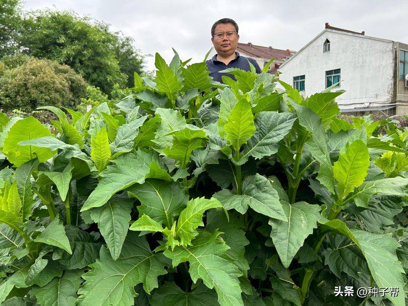 俄罗斯饲料菜种子种植技术