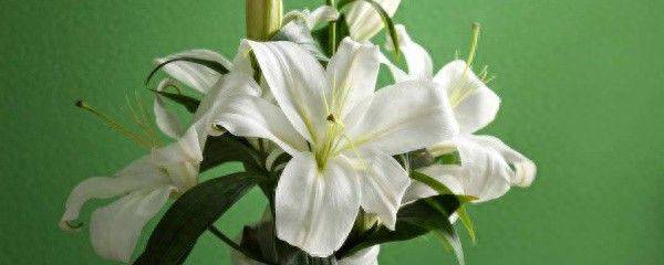 百合花种植方法