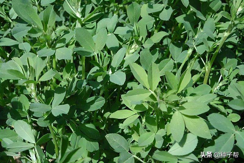 俄罗斯饲料菜种子种植技术