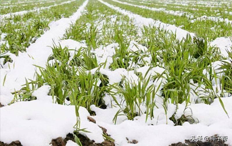 俄罗斯饲料菜种子种植技术