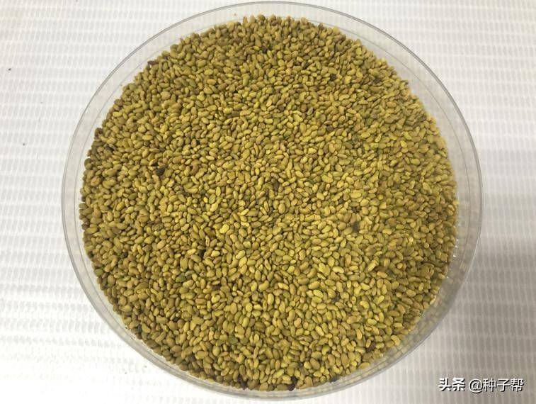 俄罗斯饲料菜种子种植技术