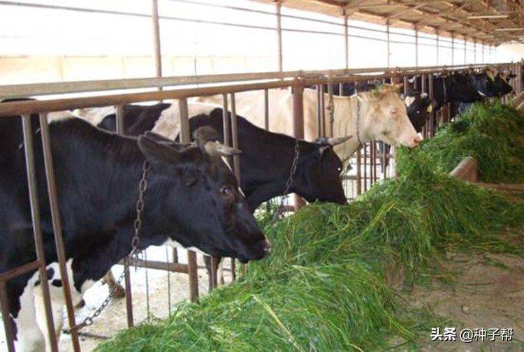 俄罗斯饲料菜种子种植技术