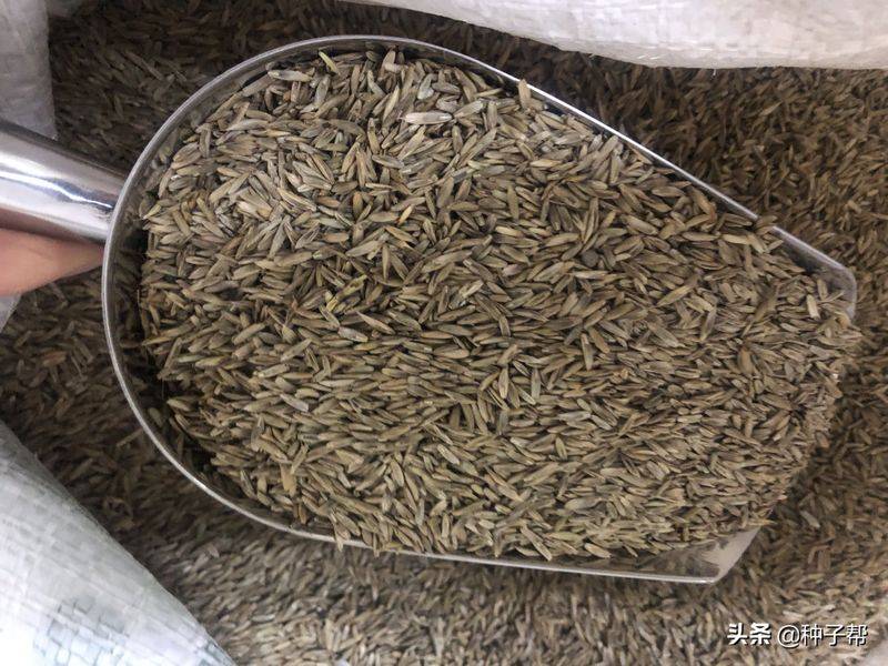 俄罗斯饲料菜种子种植技术