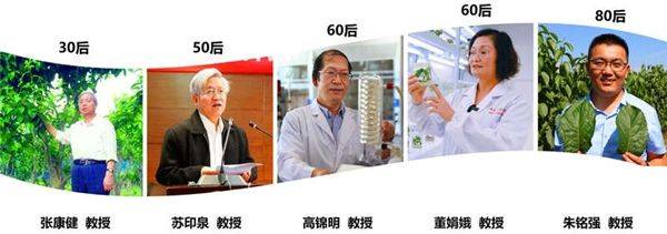 杜仲种子怎么种植技术