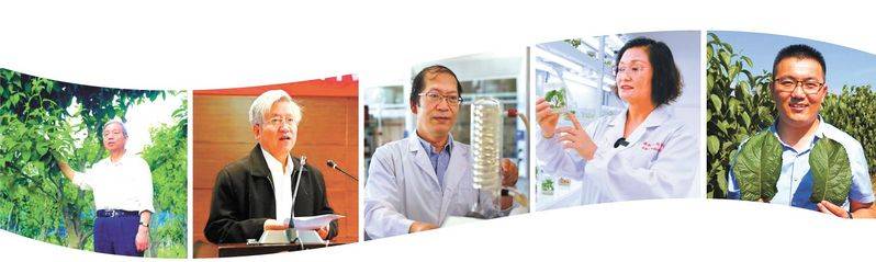 杜仲种子怎么种植技术