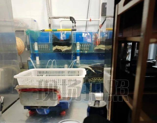 野生中华鲟多少钱一斤2026年